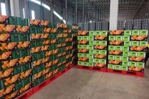 信豐陳毅希望學校 走進橙鄉(xiāng),愛我家鄉(xiāng) 綠色主題研學實踐活動